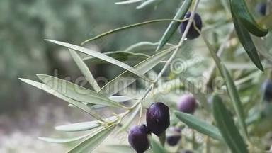西班牙成熟橄榄与树叶的特写
